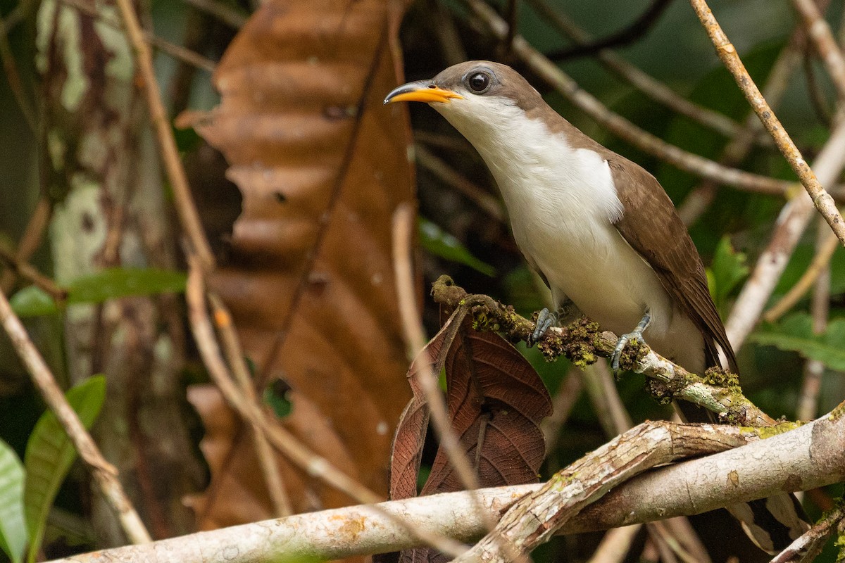 Pearly-breasted Cuckoo - Sergio Porto