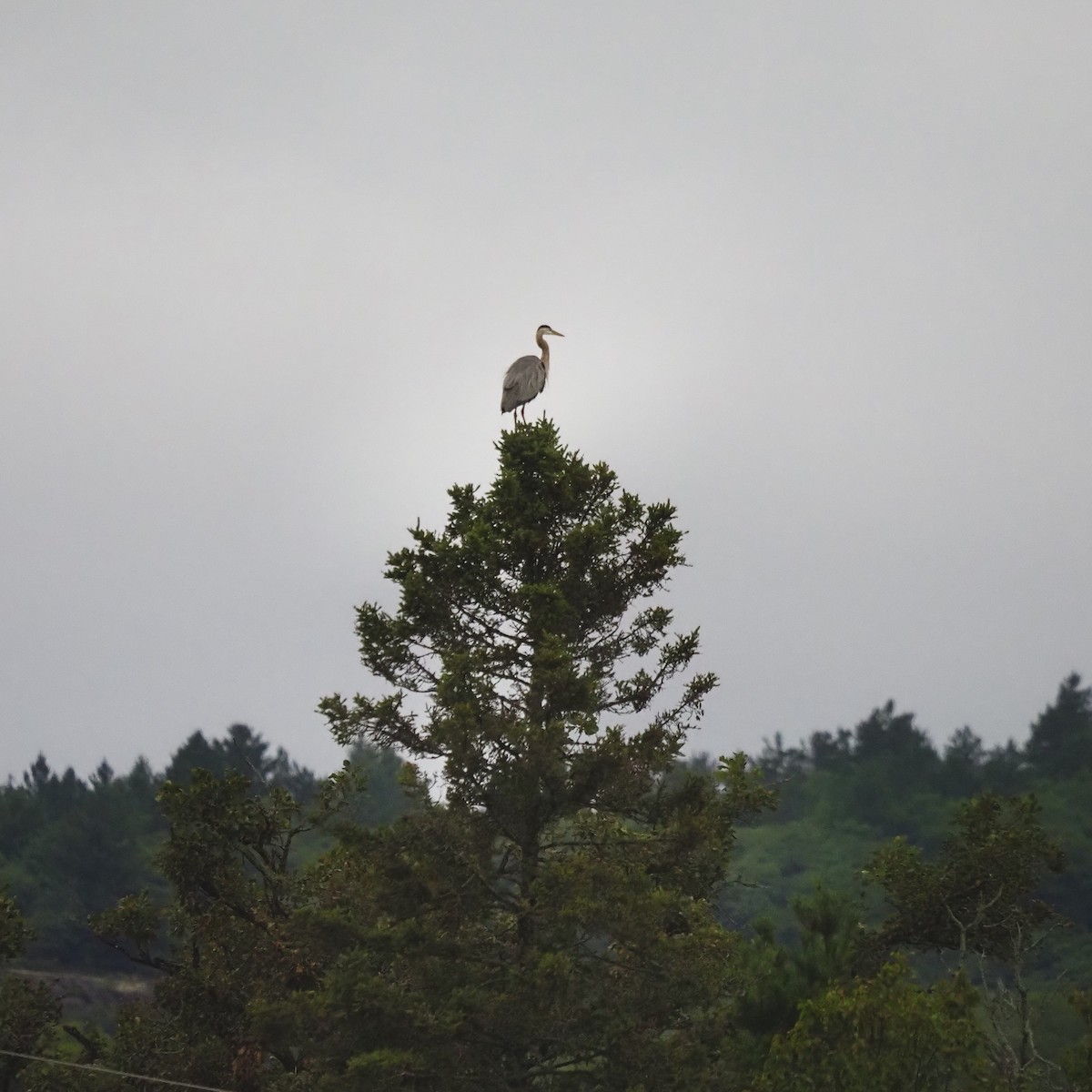 Great Blue Heron - ML473730161