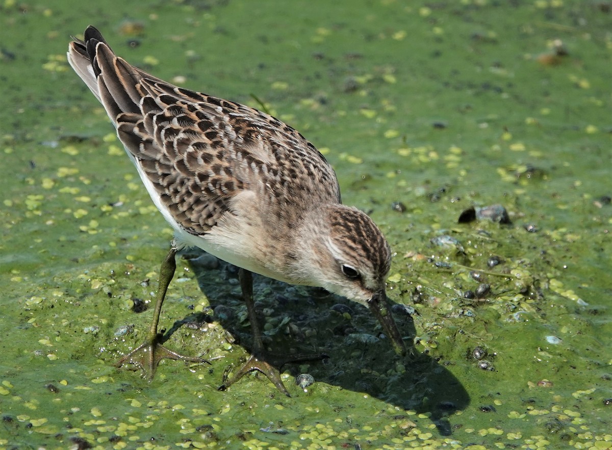 Semipalmated Sandpiper - Duncan Evered