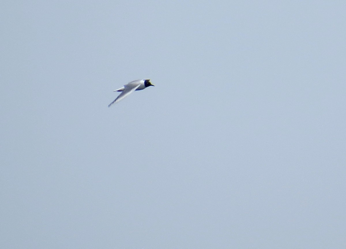 Bonaparte's Gull - ML473732601