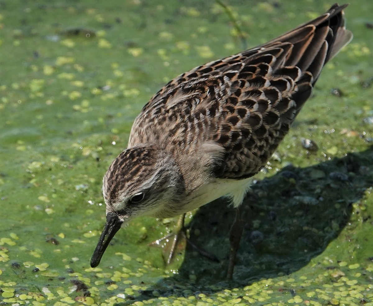 Semipalmated Sandpiper - Duncan Evered