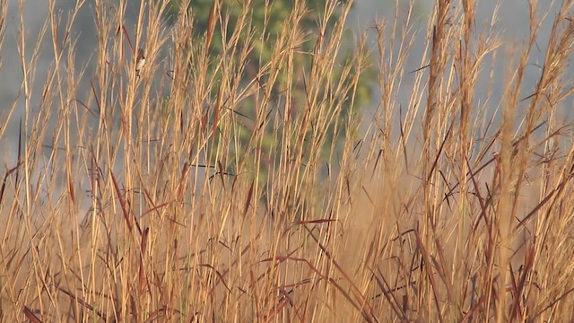 Chestnut-breasted Munia - ML473733