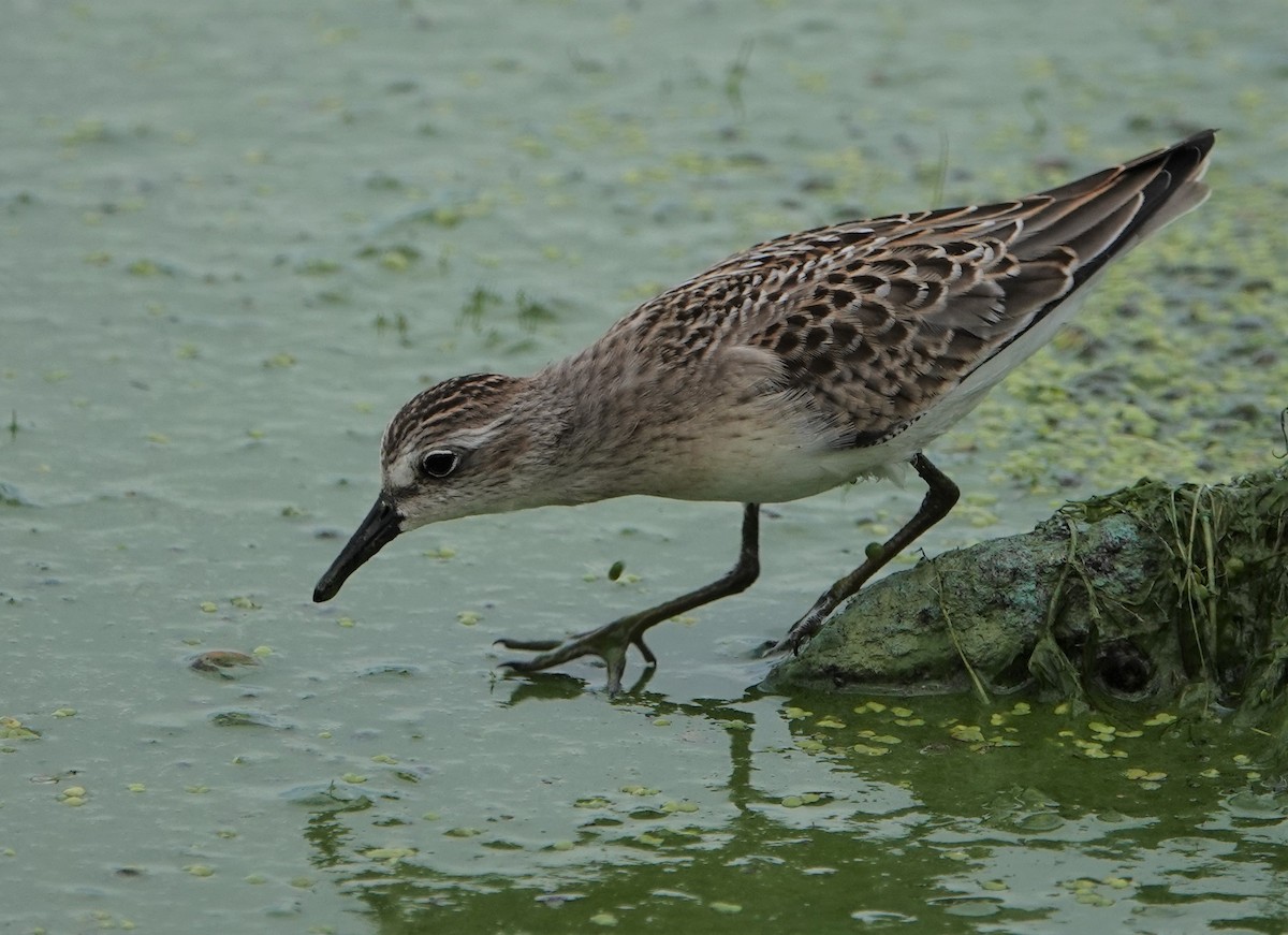 Semipalmated Sandpiper - Duncan Evered