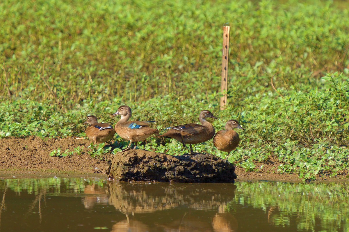 Wood Duck - ML473735051