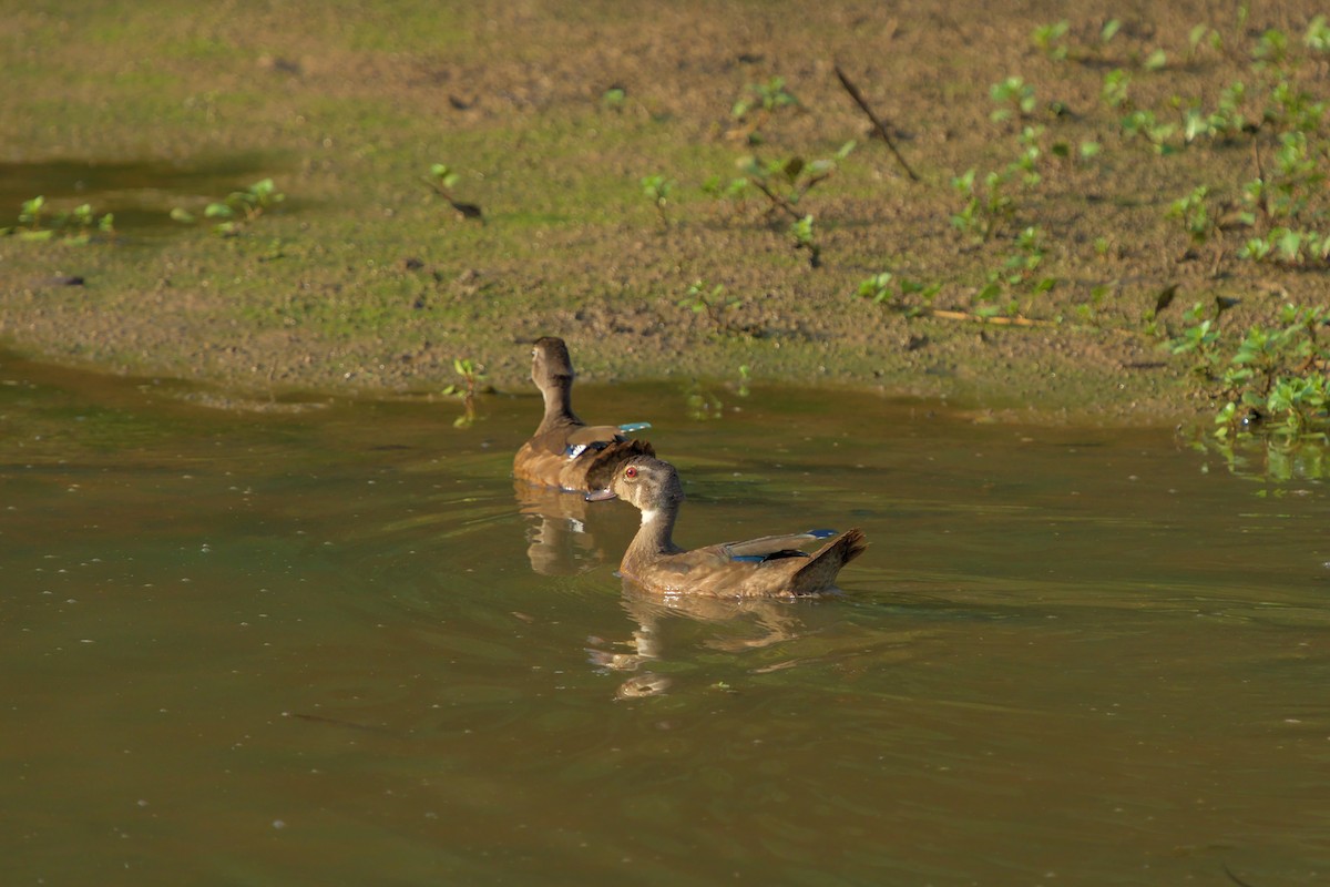 Wood Duck - ML473735061