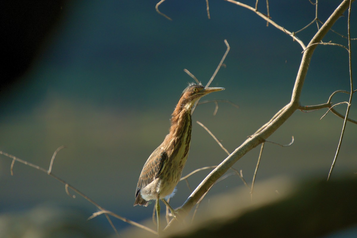 Green Heron - ML473735101