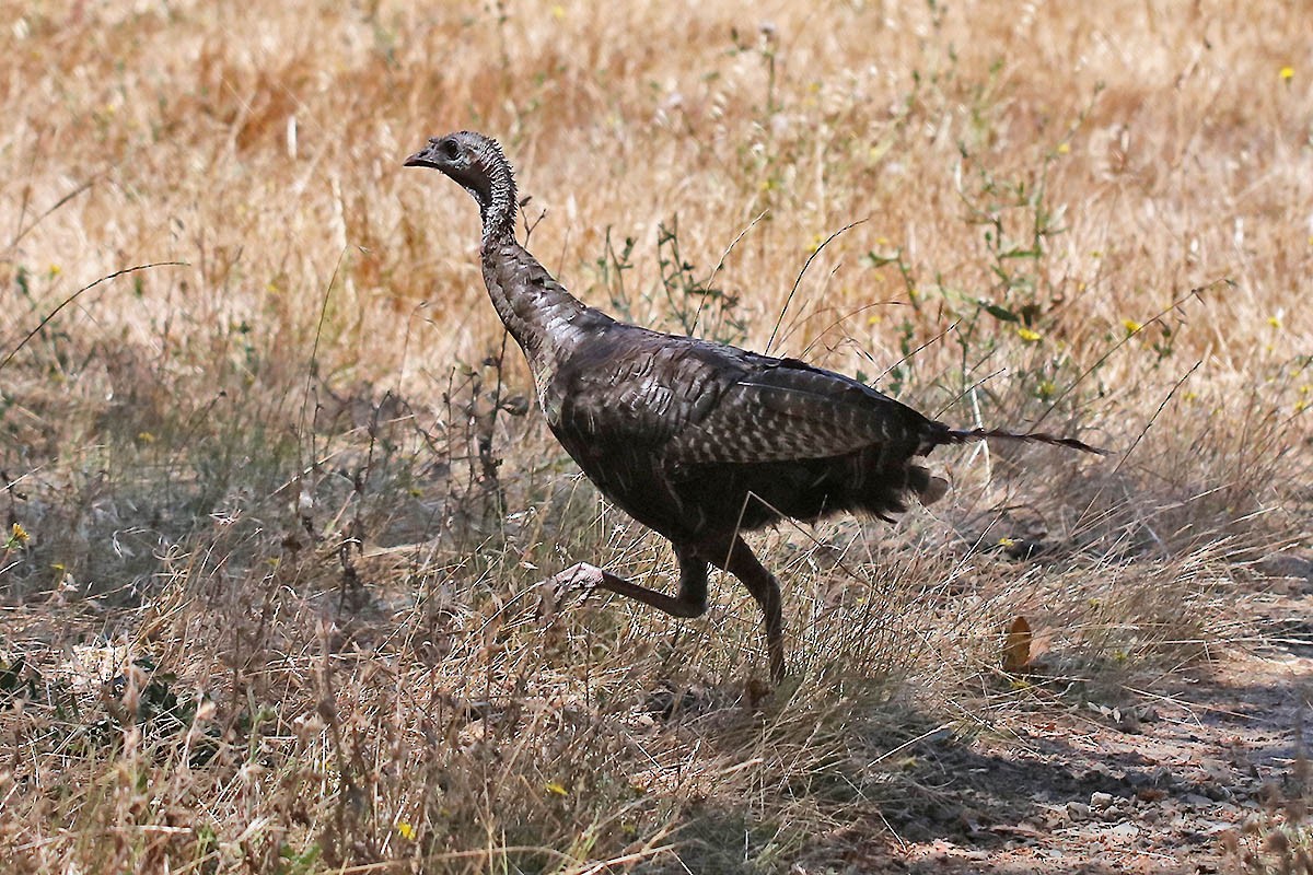 Wild Turkey - ML473736481