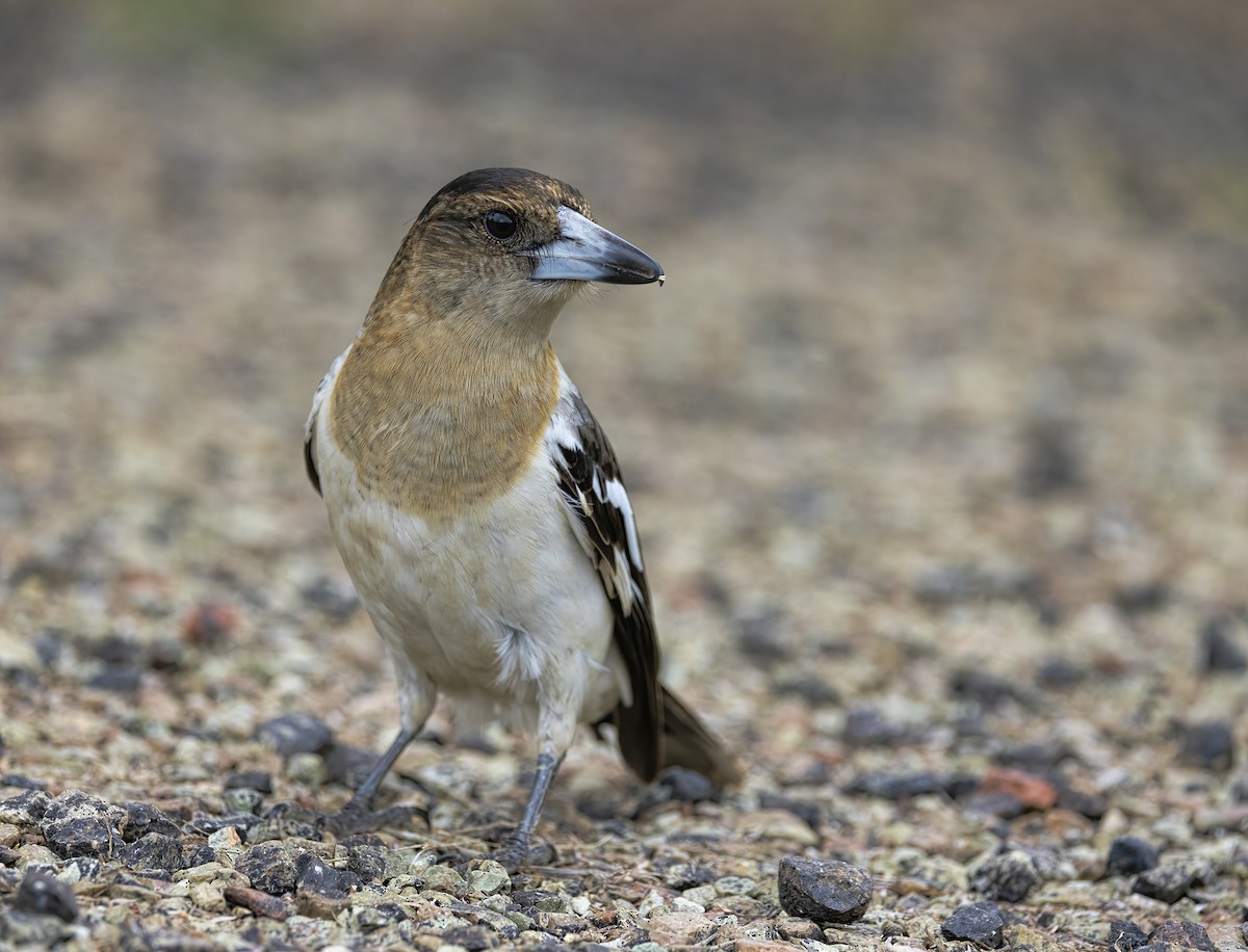 Pied Butcherbird - ML473737491