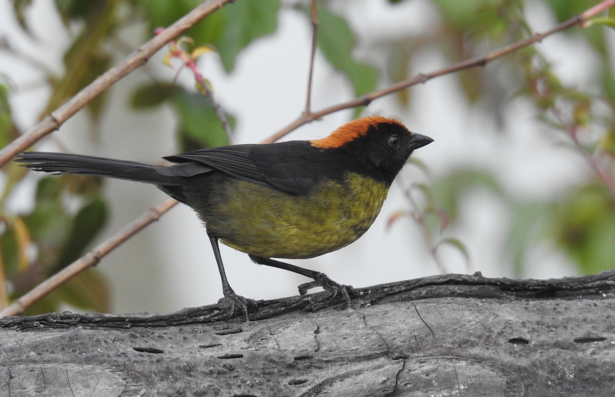 Black-faced Brushfinch - ML473737801