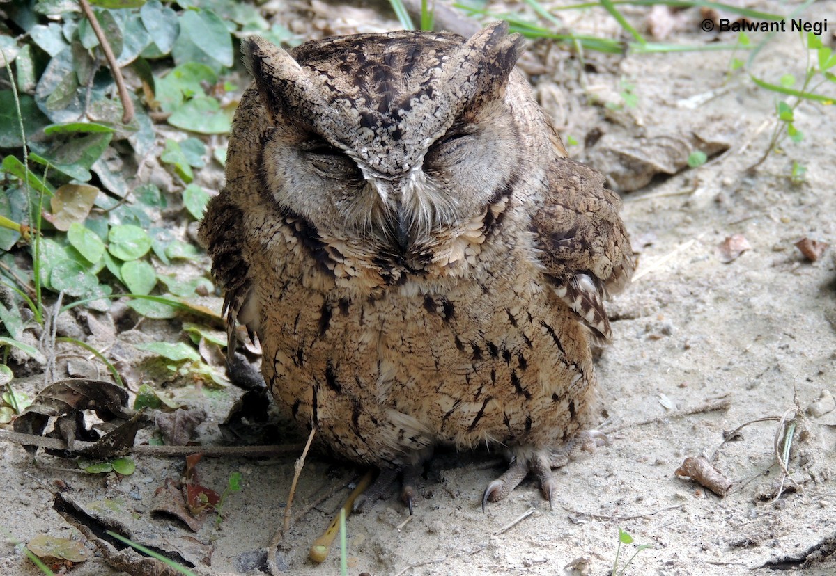 Collared Scops-Owl - ML47373781