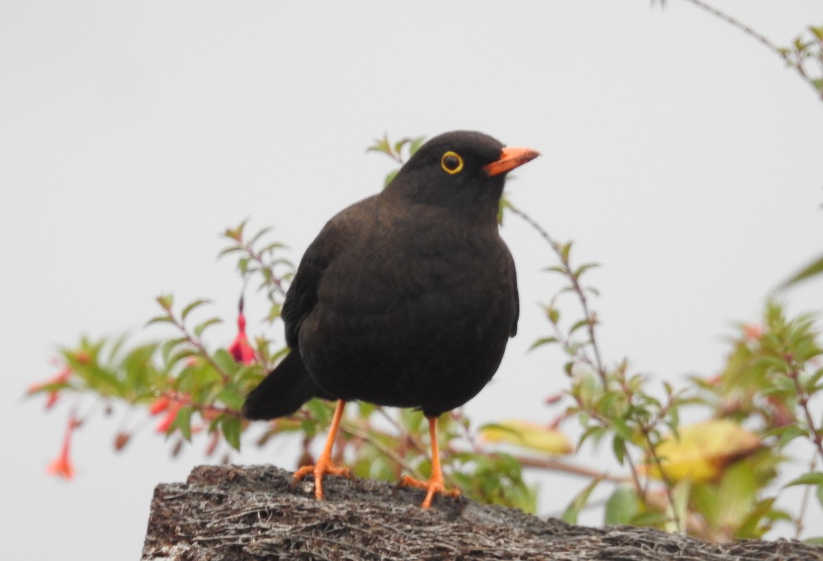 Great Thrush - ML473738031