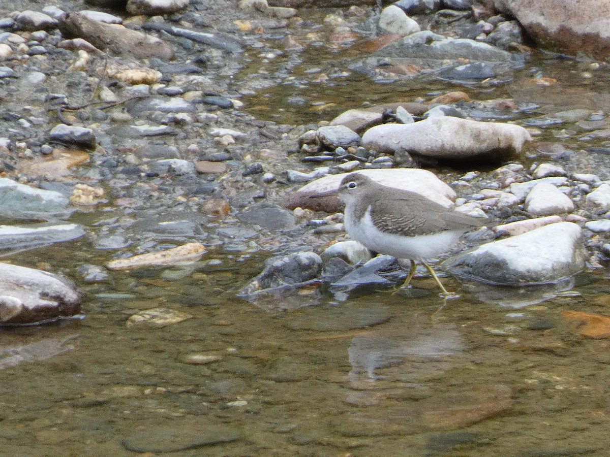 Spotted Sandpiper - ML473739081