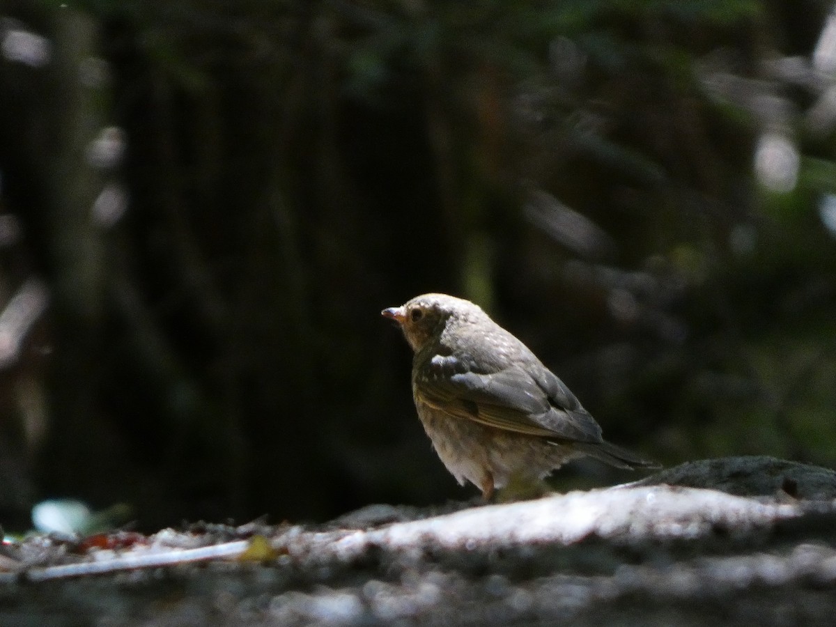 Swainson's Thrush - ML473739371