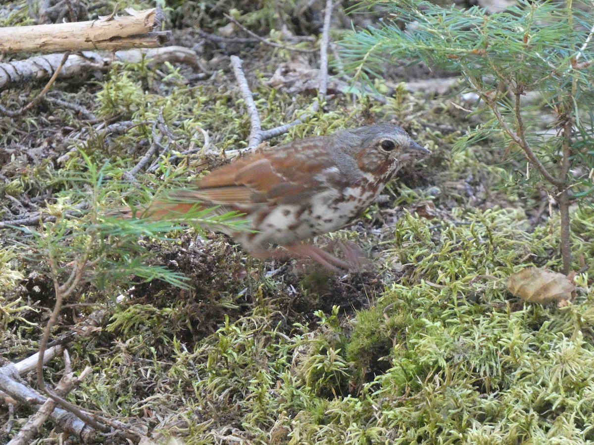 Fox Sparrow - ML473739591
