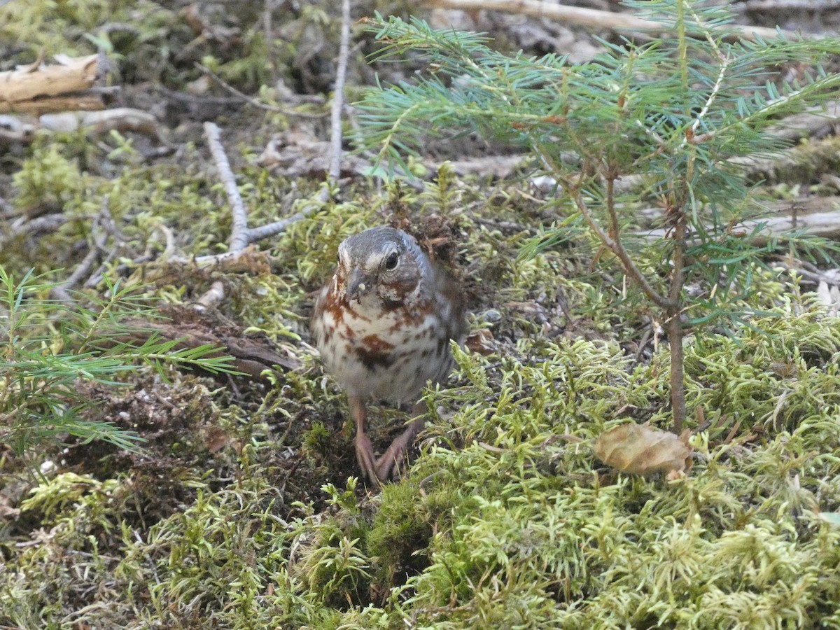 Fox Sparrow - ML473739781