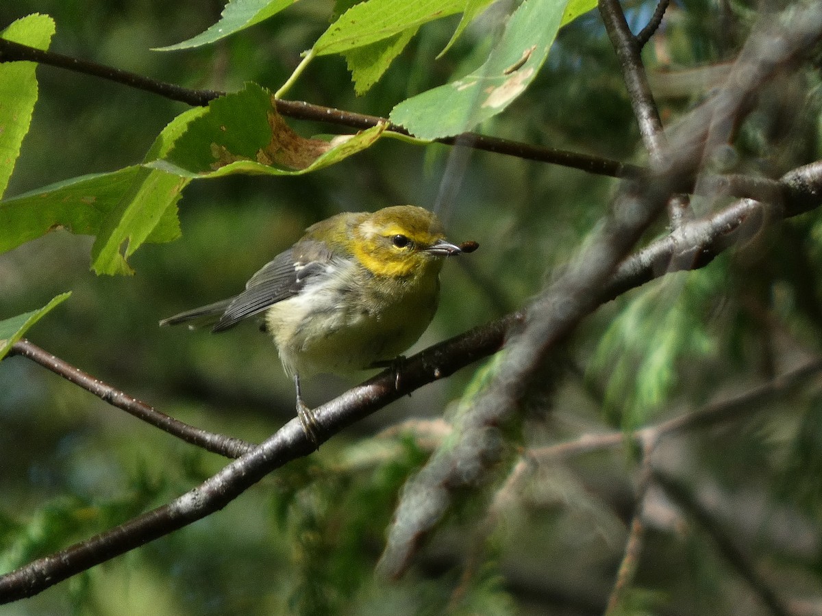 Black-throated Green Warbler - ML473740181