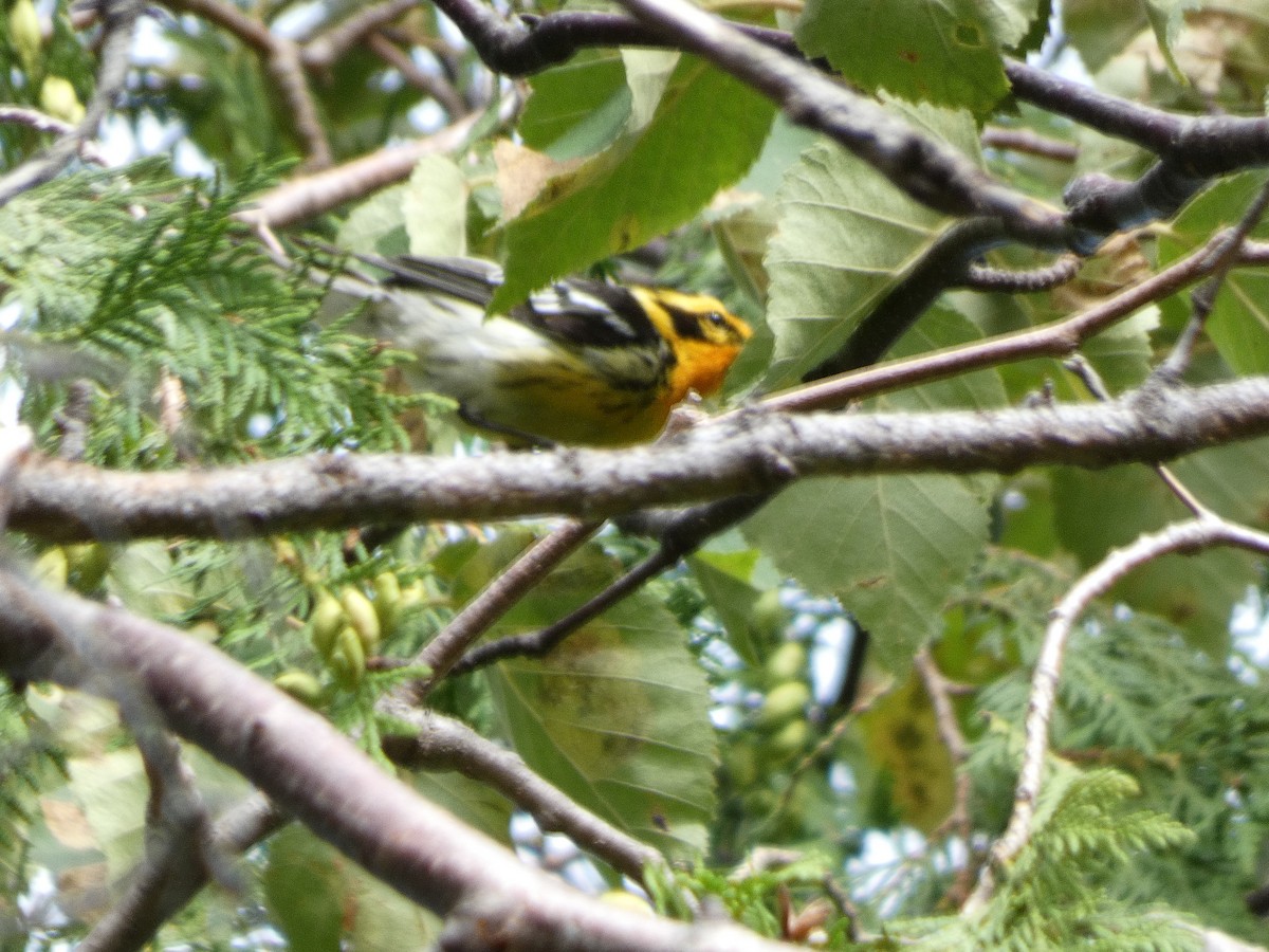 Blackburnian Warbler - ML473740321