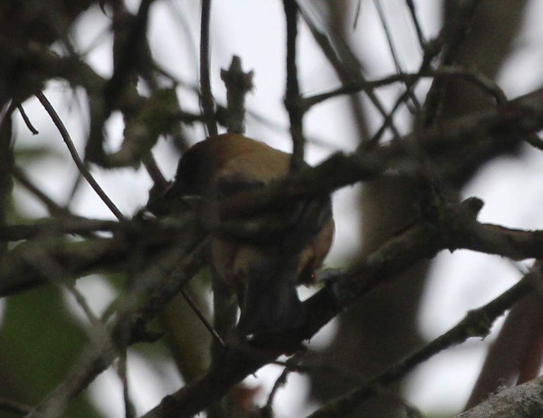 Burnished-buff Tanager (Rufous-crowned) - ML473740621