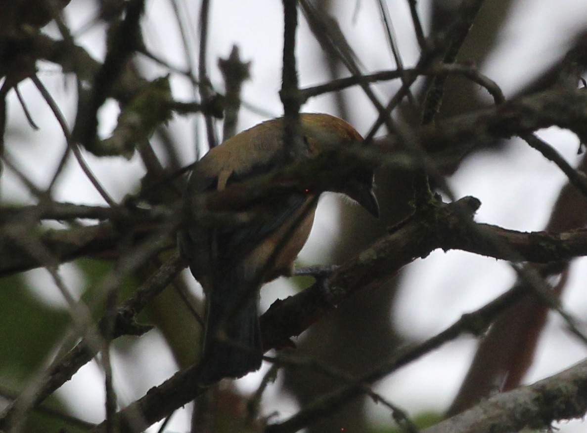 Burnished-buff Tanager (Rufous-crowned) - ML473740631