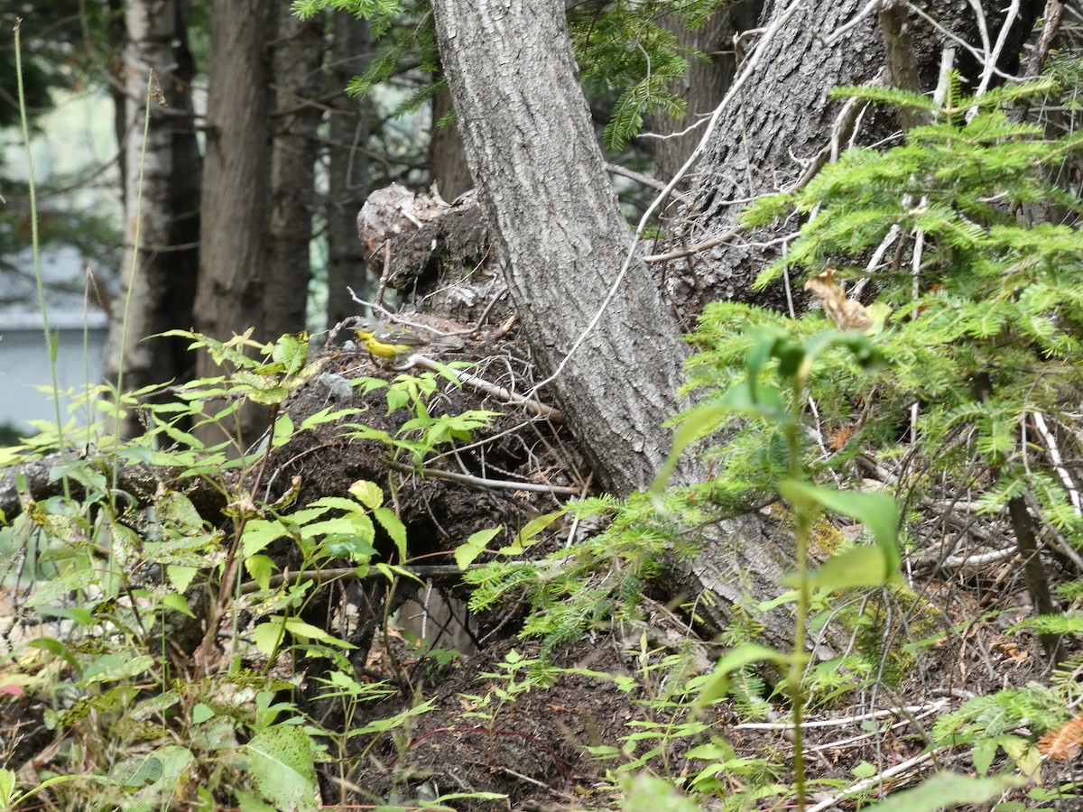 Magnolia Warbler - ML473741111