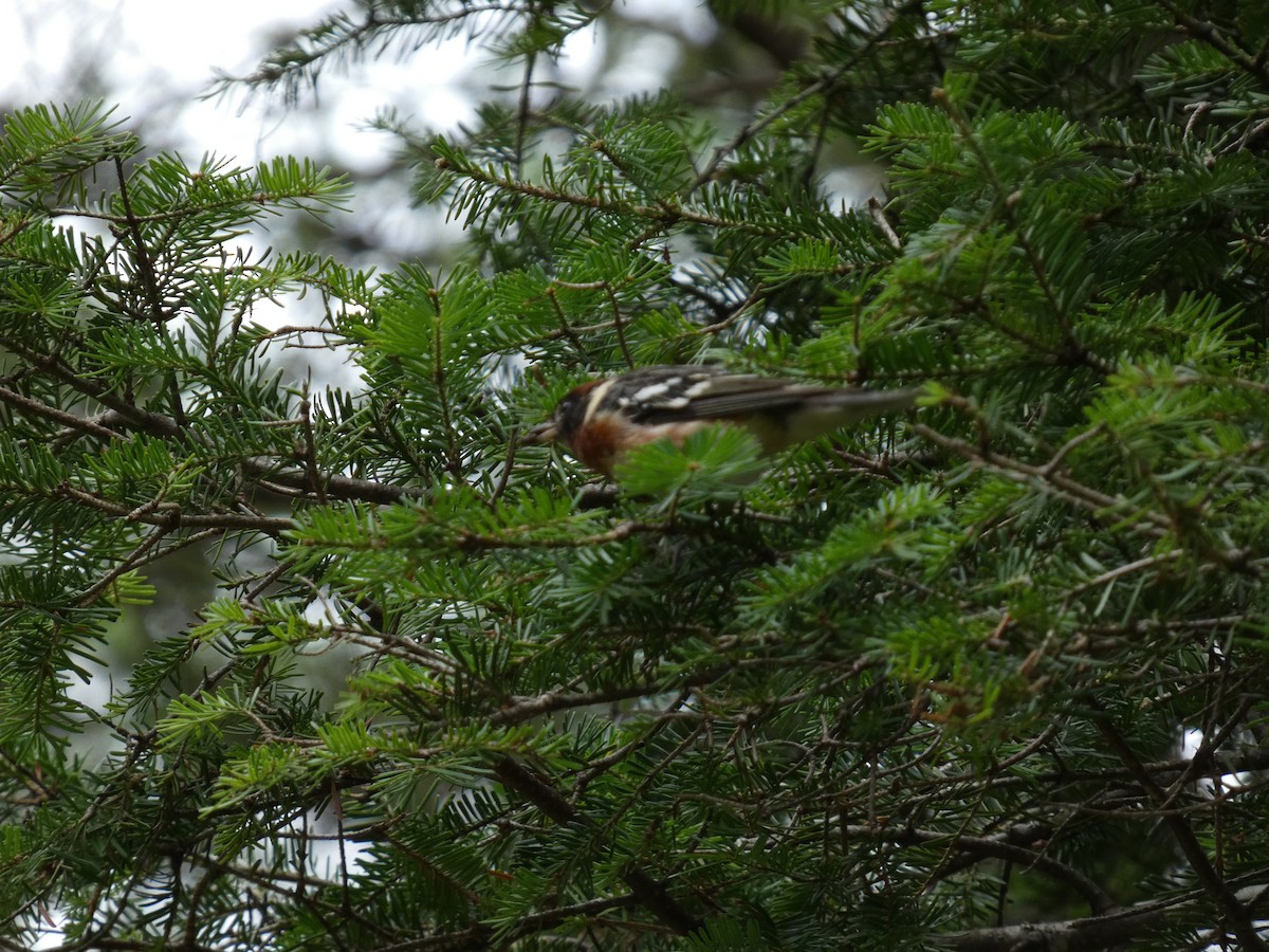Bay-breasted Warbler - ML473741491