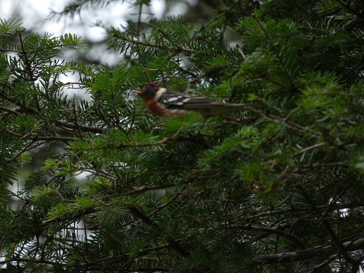 Bay-breasted Warbler - ML473741591