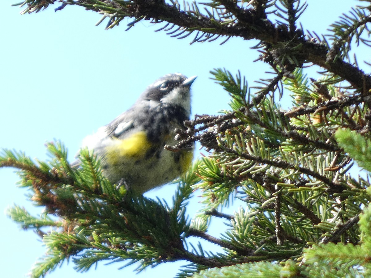 Yellow-rumped Warbler - ML473742131