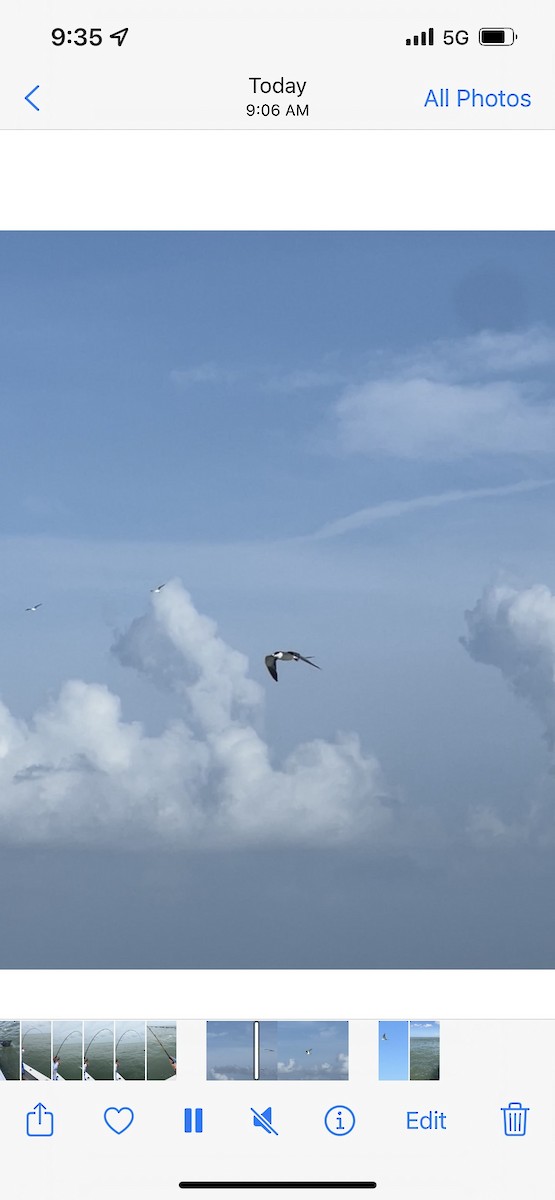 Sooty Tern - ML473745851