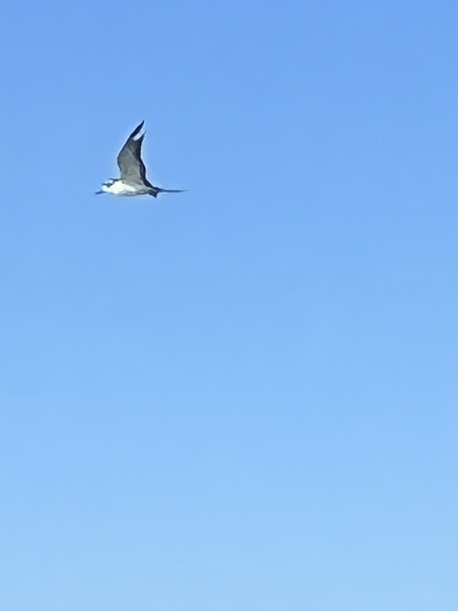 Sooty Tern - ML473745861