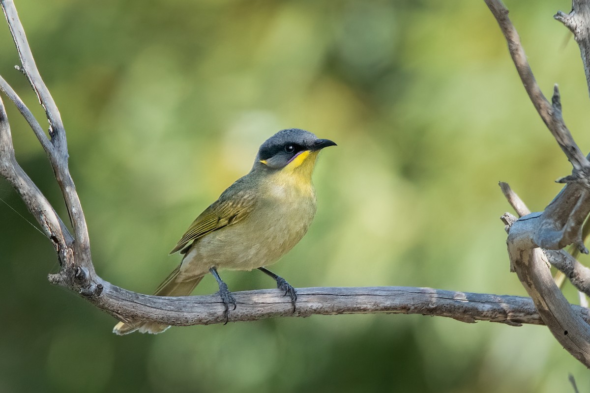 Purple-gaped Honeyeater - ML473746521