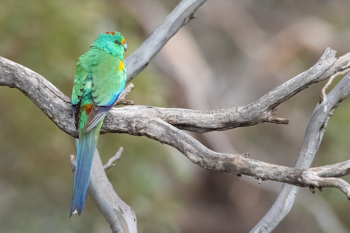 Mulga Parrot - ML473748351