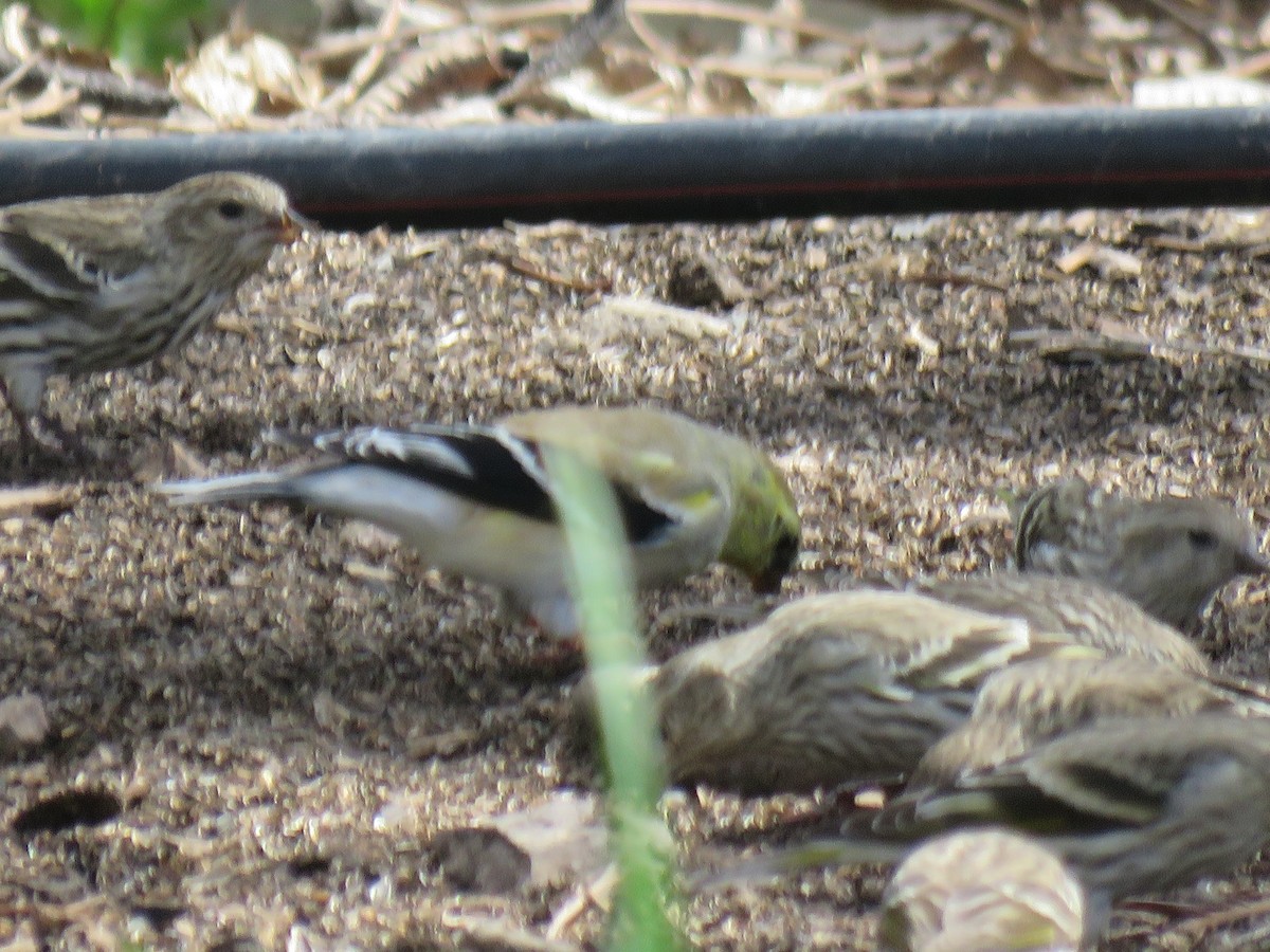 American Goldfinch - ML473748791