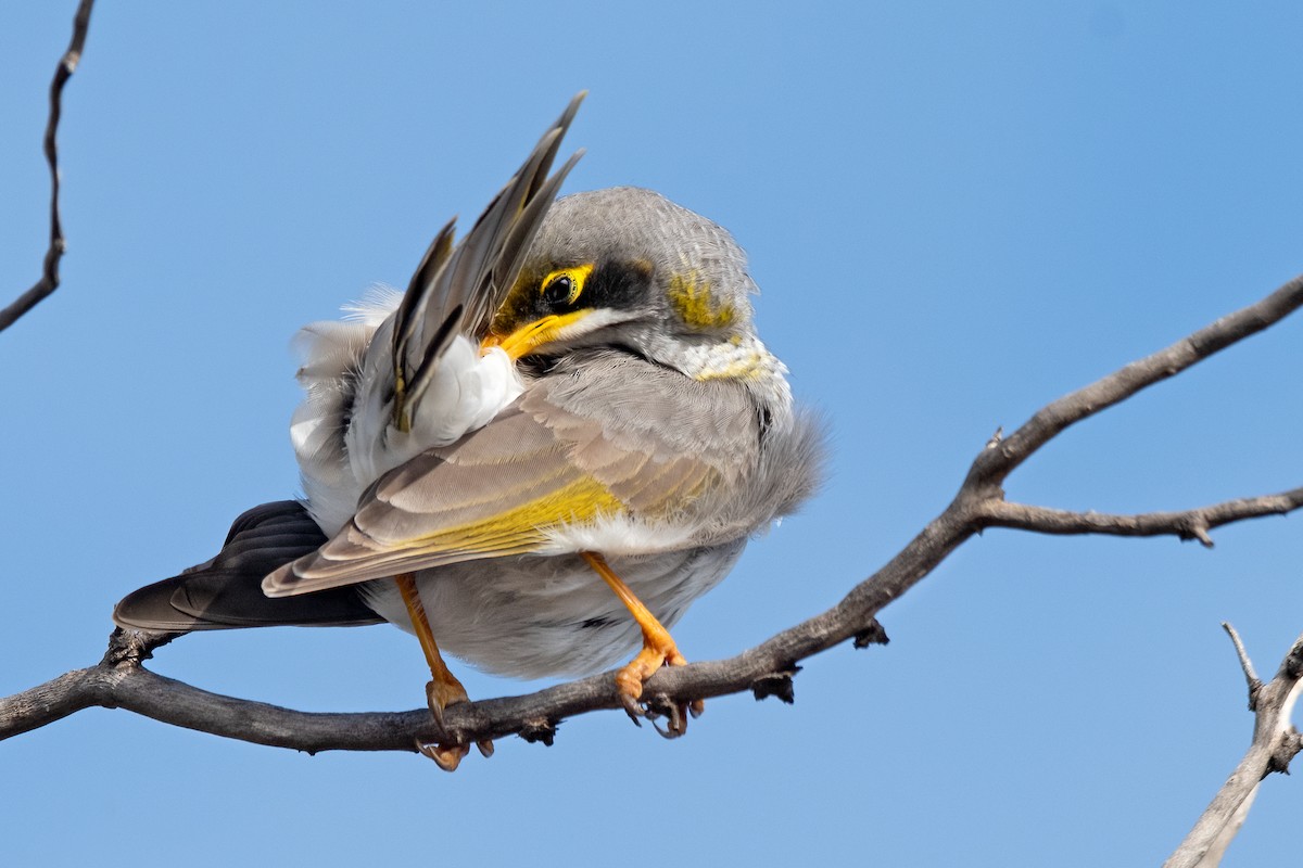 Yellow-throated Miner - ML473748931