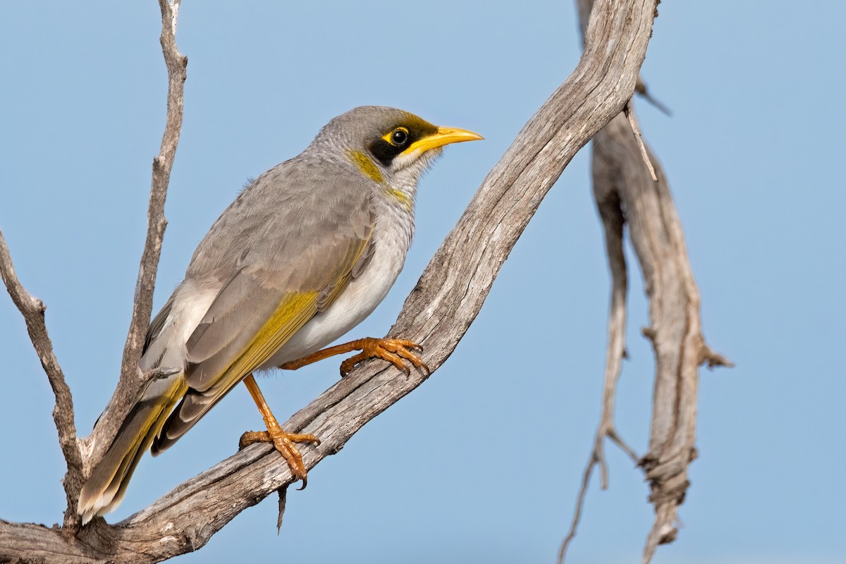 Yellow-throated Miner - ML473749101
