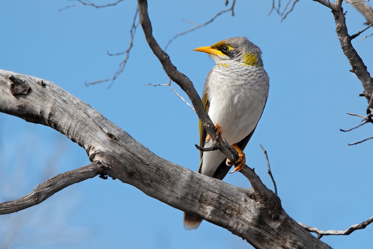 Yellow-throated Miner - ML473749181