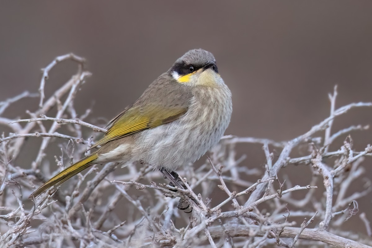 Singing Honeyeater - ML473749801