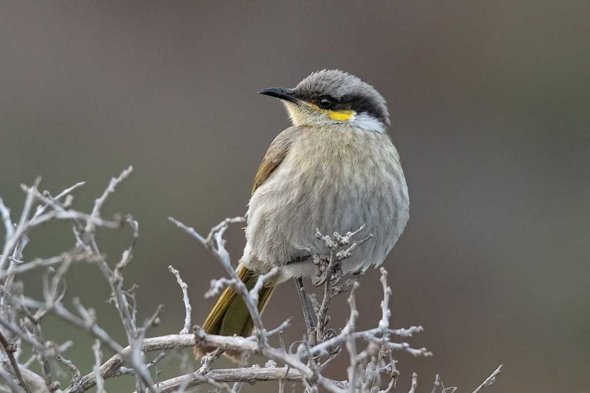 Singing Honeyeater - ML473750121