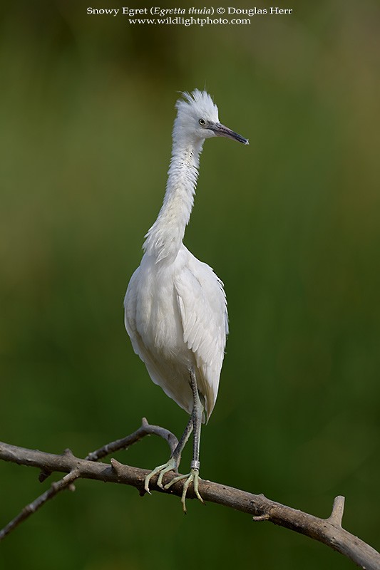 Snowy Egret - ML473750161