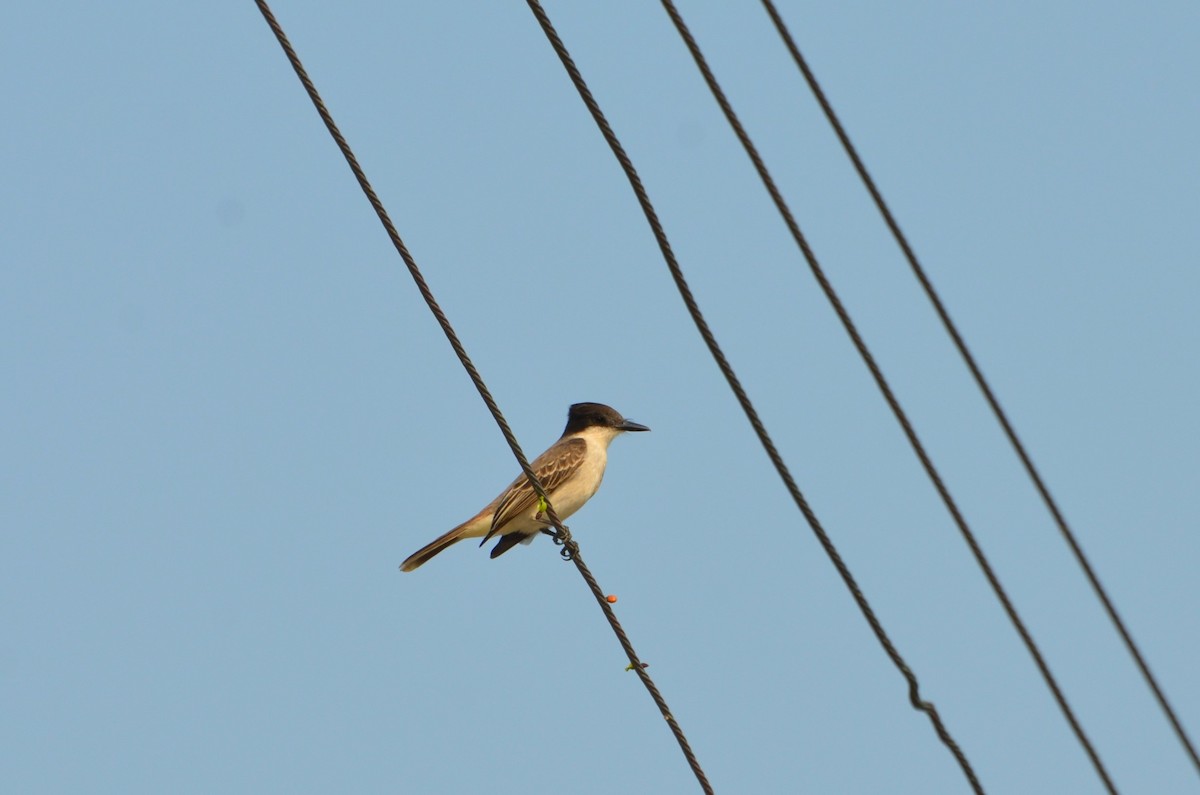 Loggerhead Kingbird - ML47375021