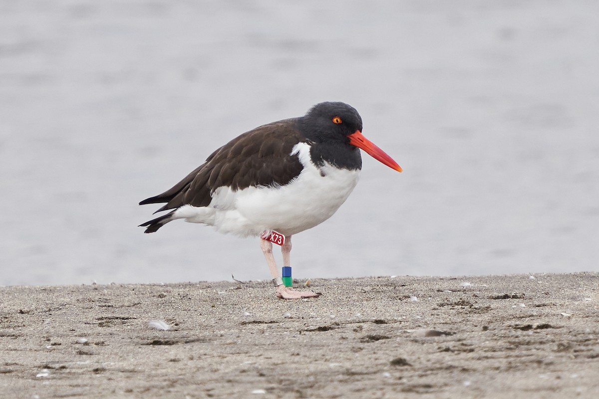 American Oystercatcher - ML473751061