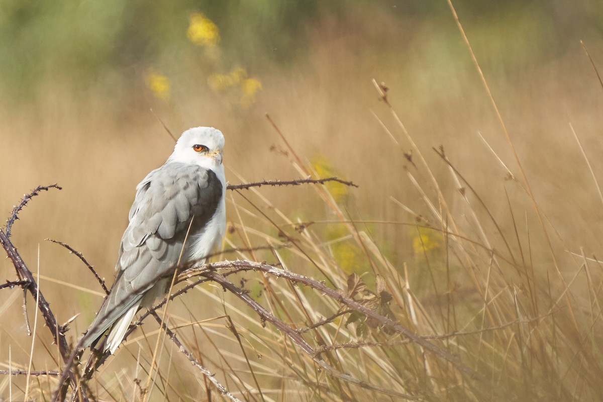 White-tailed Kite - ML473754001