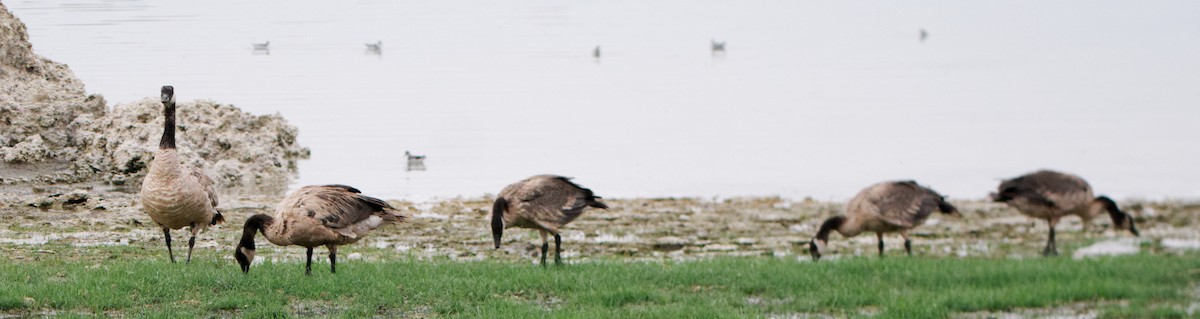 Canada Goose - ML473754421