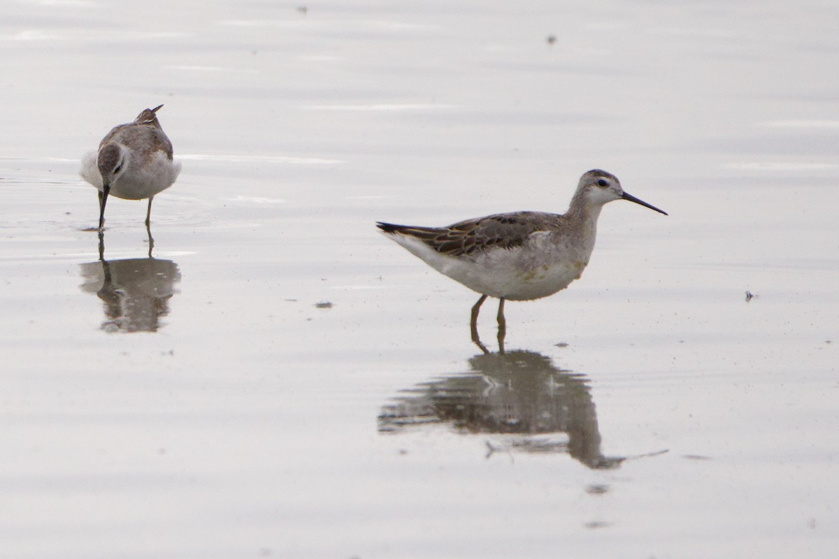 Phalarope de Wilson - ML473754561