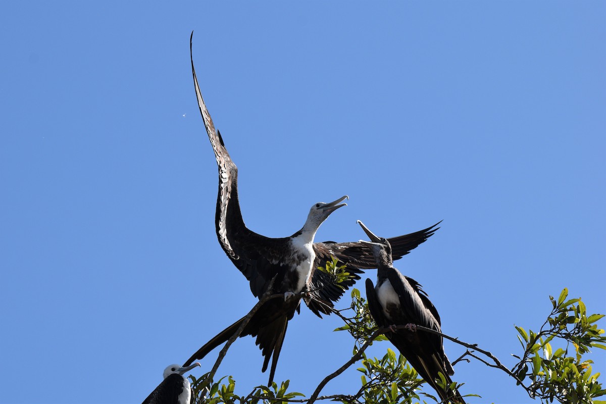 Magnificent Frigatebird - T Norris