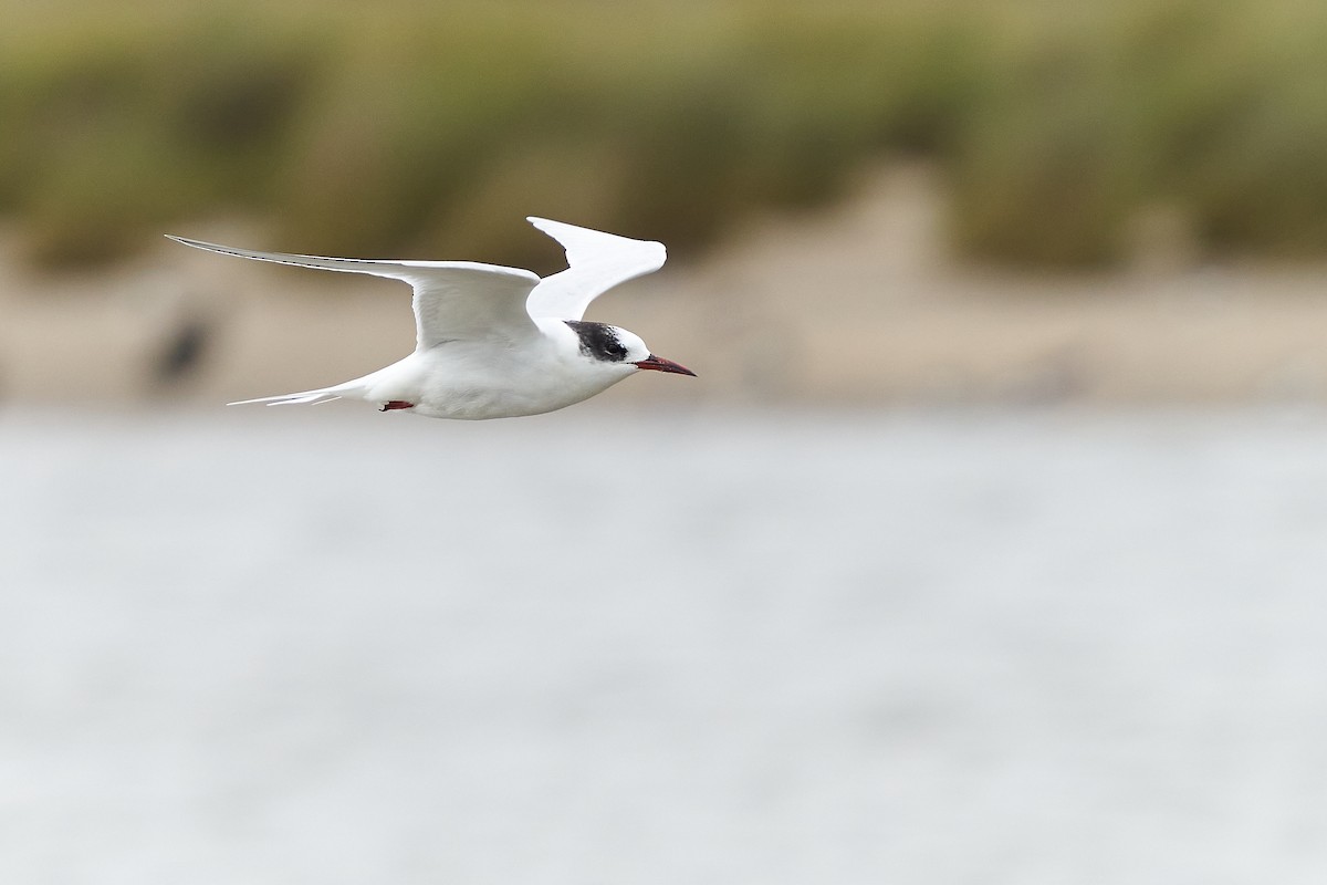 South American Tern - ML473754641