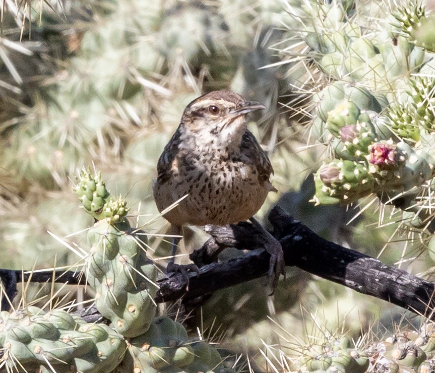 Cactus Wren - ML473754811