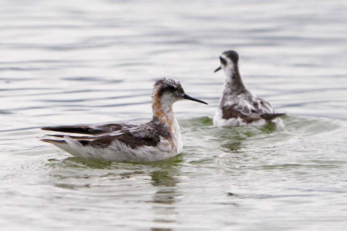 Red-necked Phalarope - Susanne Meyer