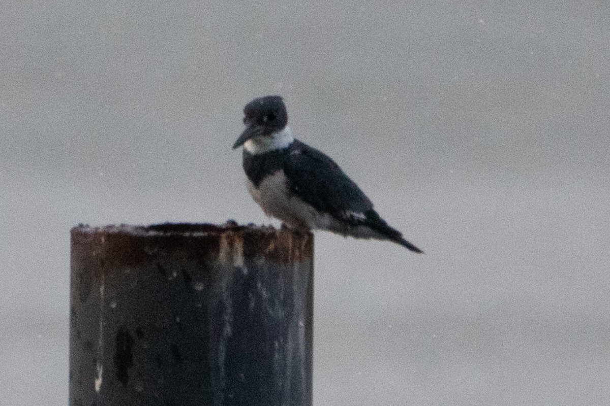 Belted Kingfisher - Kelly Krechmer