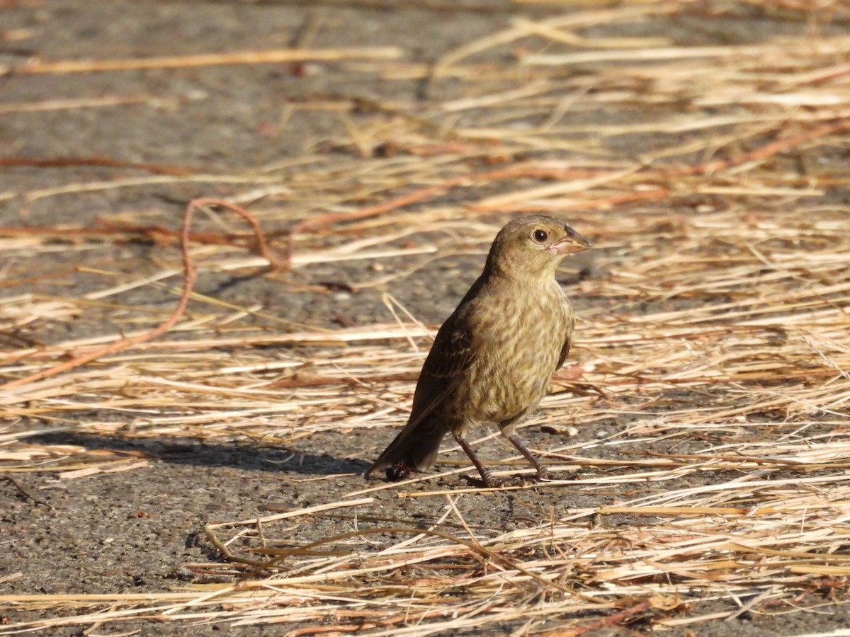 Brown-headed Cowbird - ML473757601