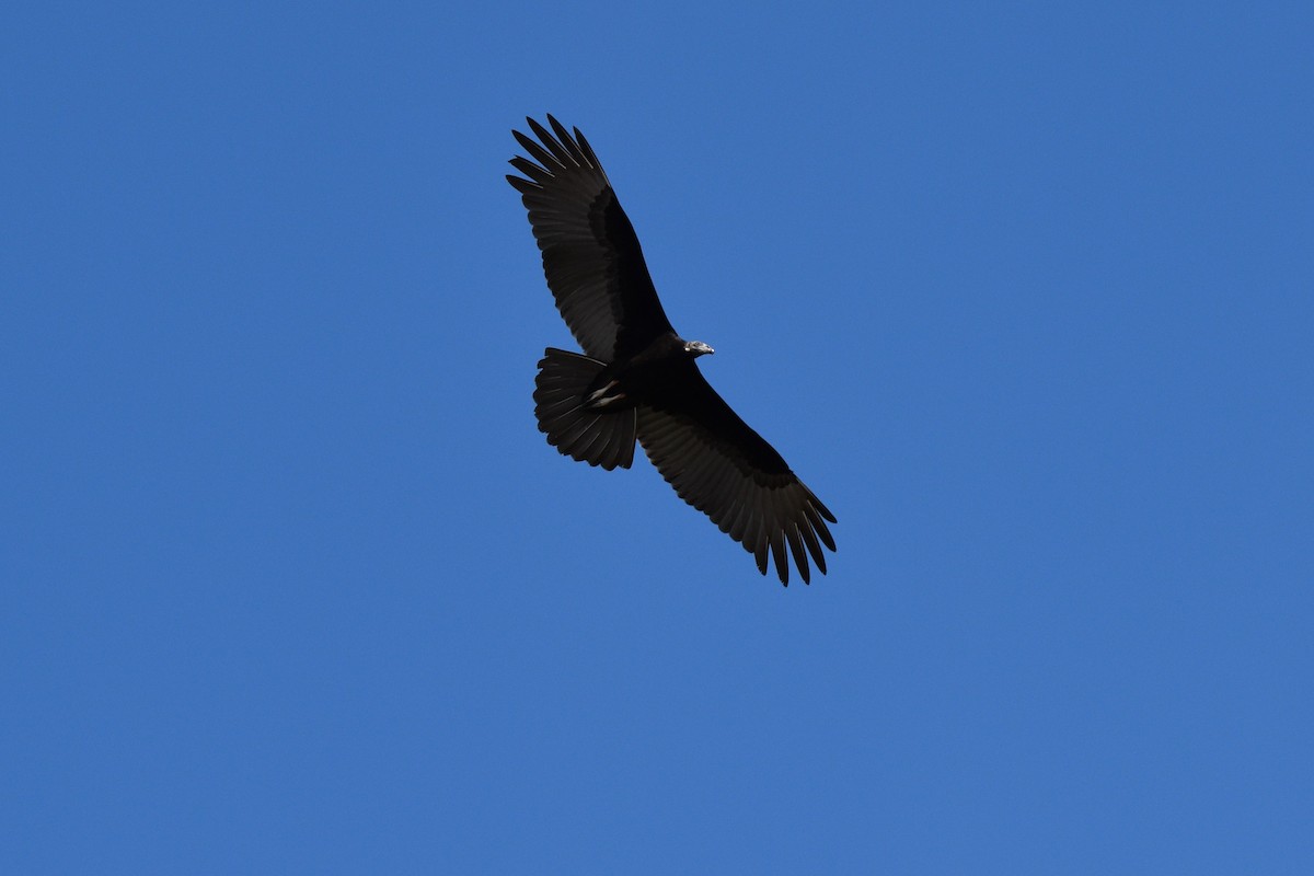 Turkey Vulture - ML473759091